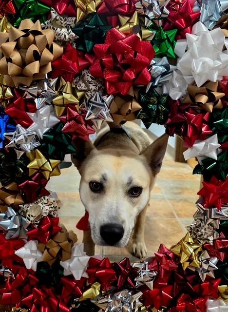 Angel, ADOPTABLE, Young Female Husky.