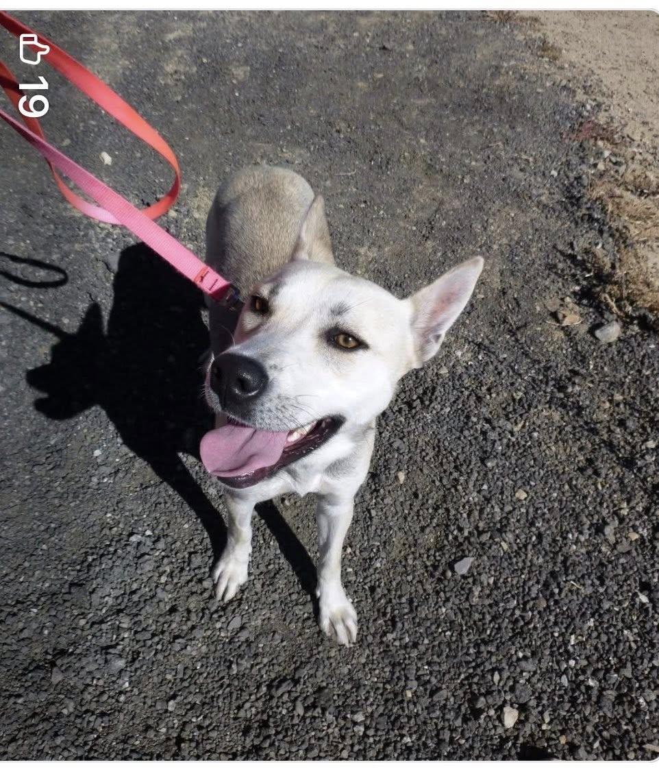 Angel, a ADOPTABLE mixed breed in Rawlins, WY image 2/2