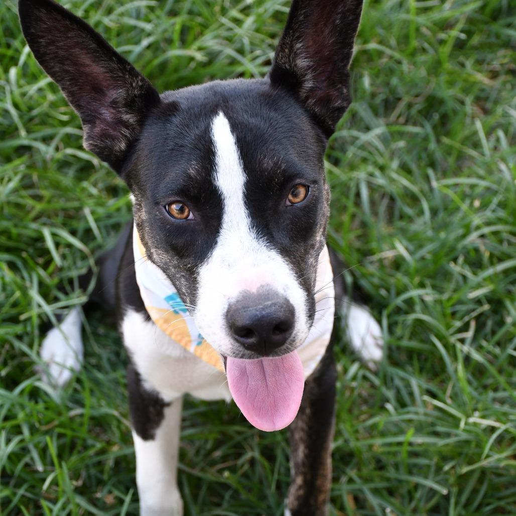 Sapphire, Adoptable, Adult Female Husky & German Shepherd Dog.