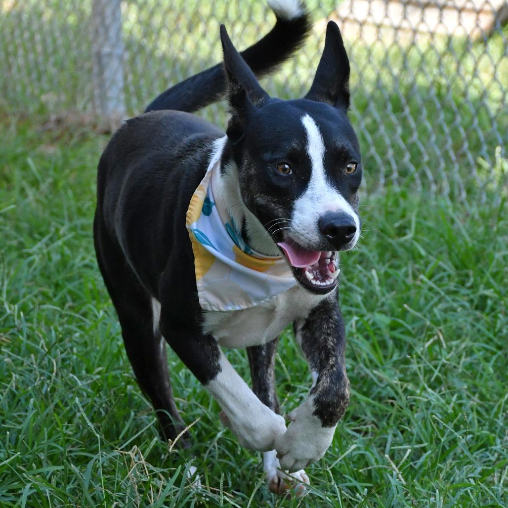 Enlarge Sapphire, a Adoptable mixed breed in Beaumont, TX image 2/5