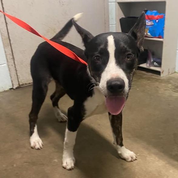 Enlarge Sapphire, a Adoptable mixed breed in Beaumont, TX image 3/5