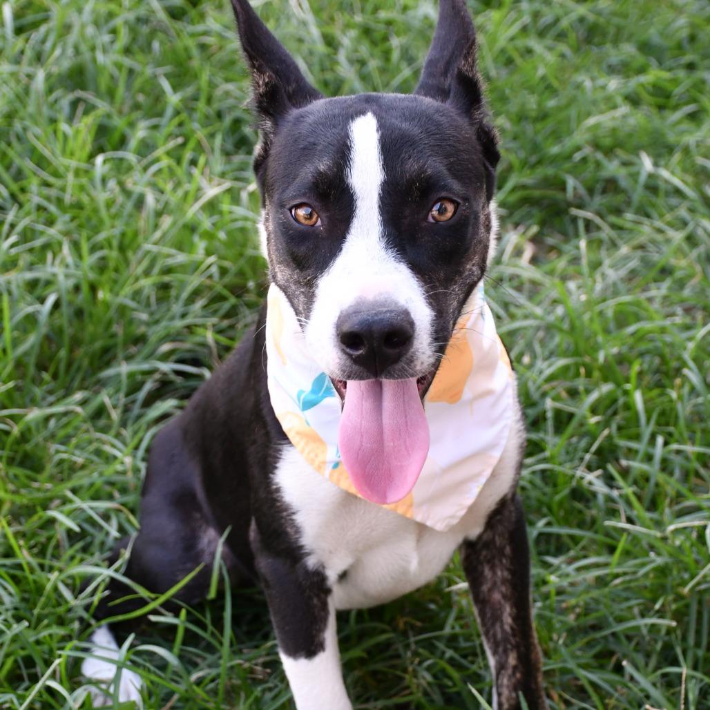 Enlarge Sapphire, a Adoptable mixed breed in Beaumont, TX image 4/5