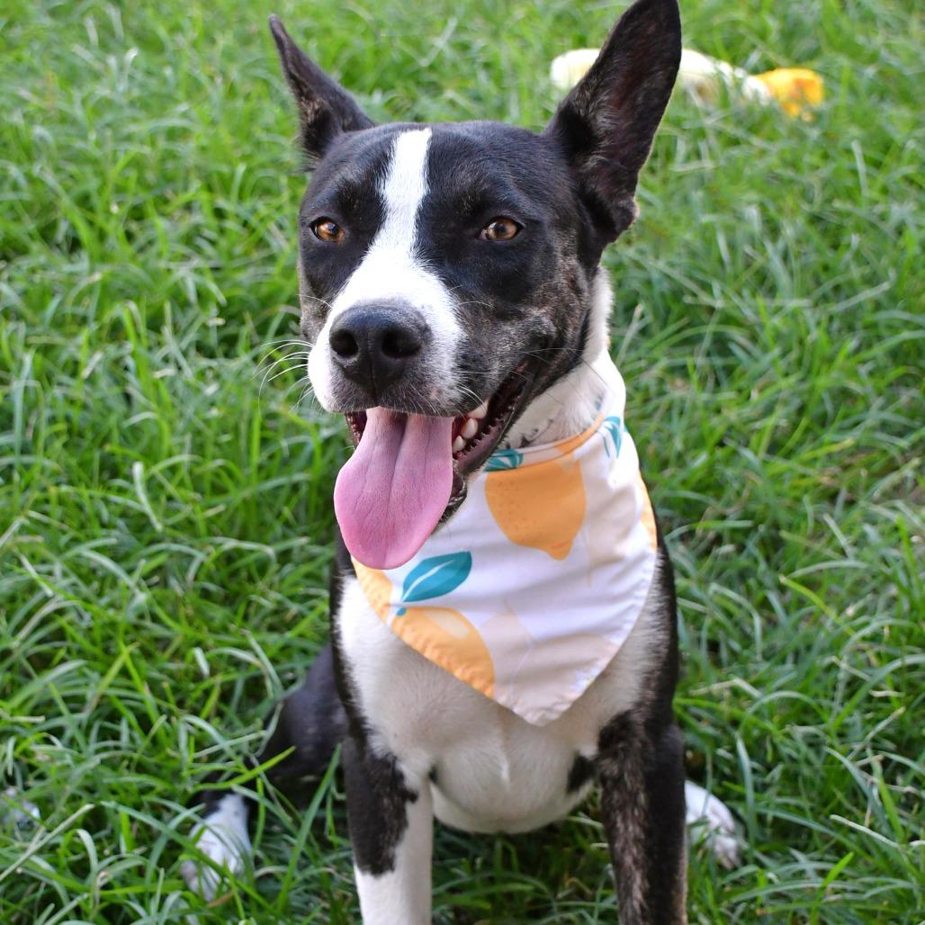 Enlarge Sapphire, a Adoptable mixed breed in Beaumont, TX image 5/5