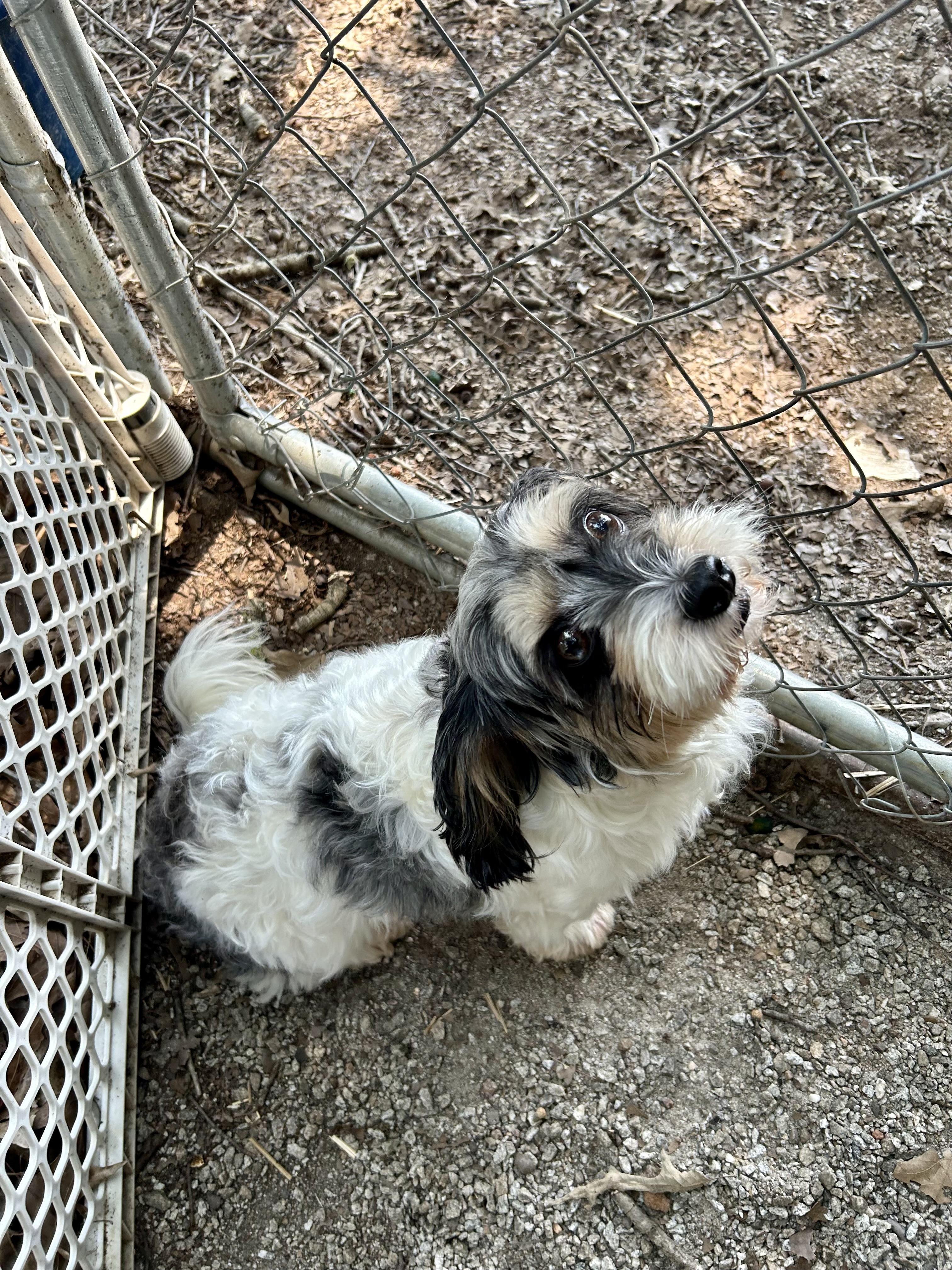 Tippy, an adopted mixed breed in Hartwell, GA image 2/2
