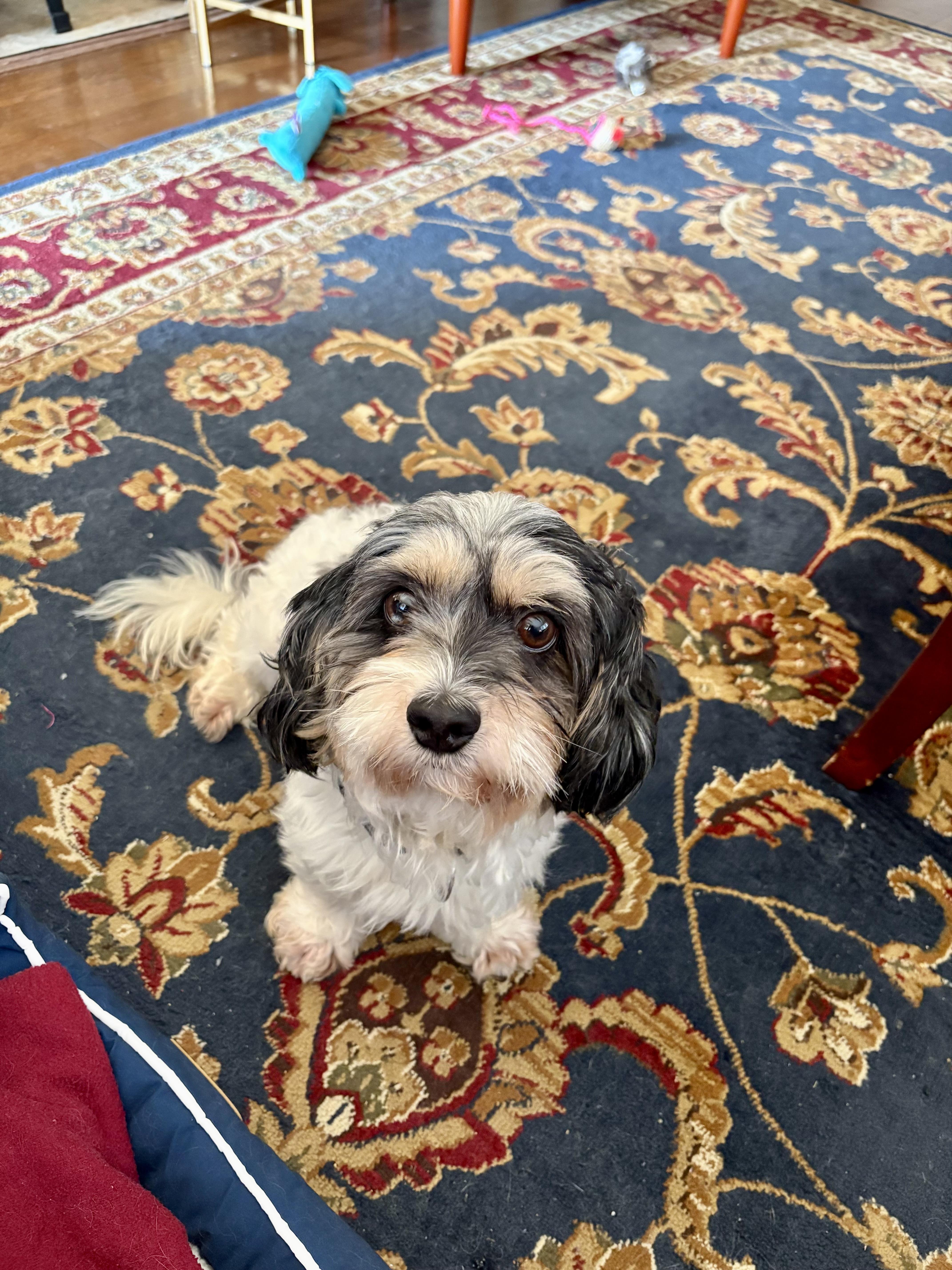 Tippy, adopted, Adult Male Lhasa Apso & Havanese.