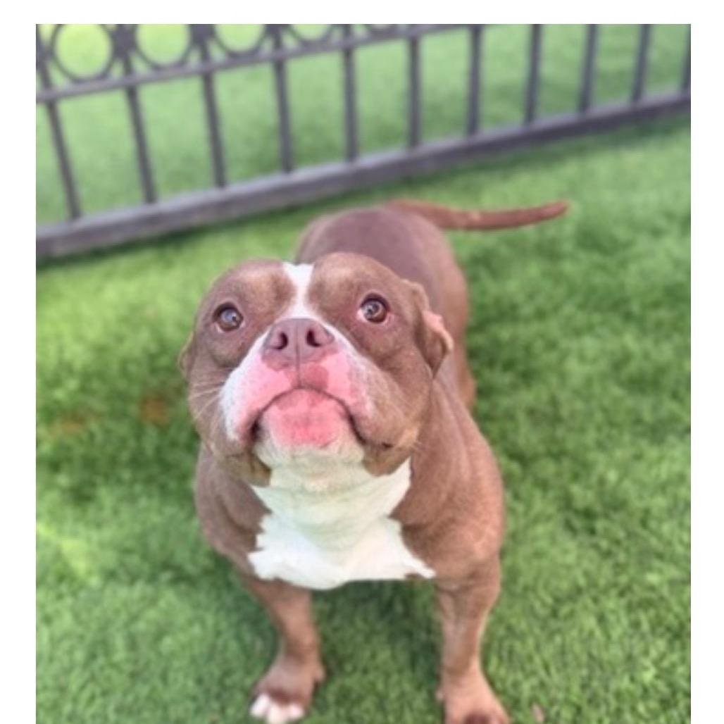 Butterscotch, Adoptable, Adult Female Pit Bull Terrier & Mixed Breed.