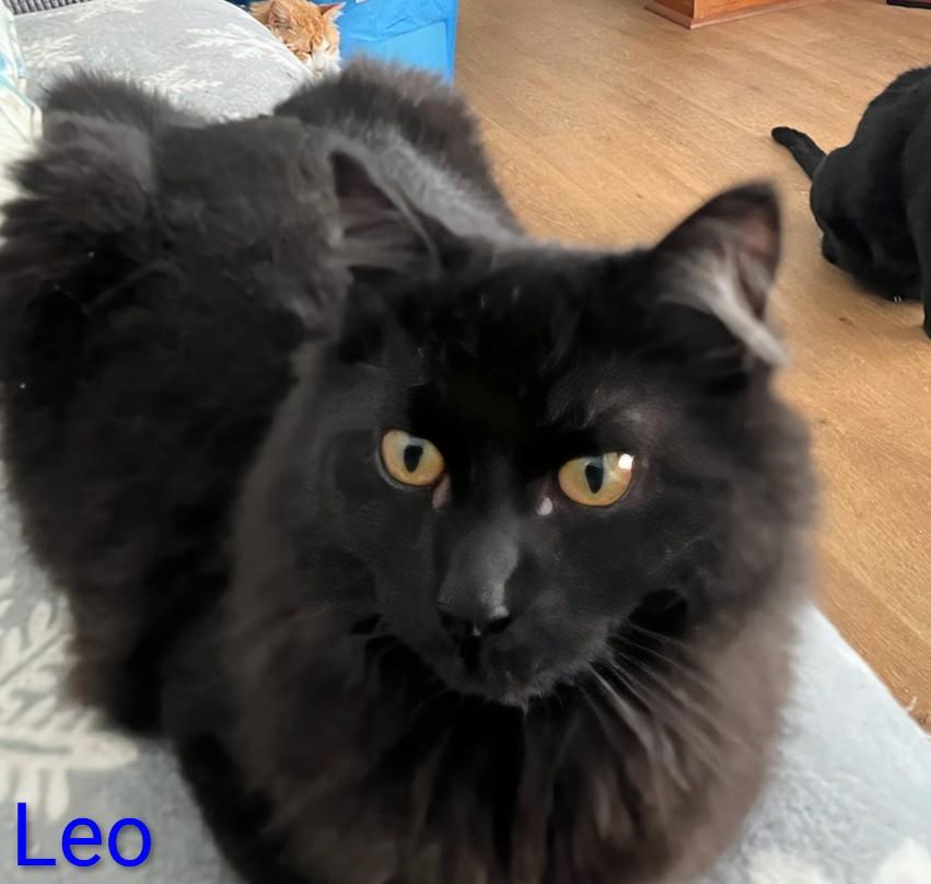 Enlarge Leo, an adoption pending Domestic Medium Hair in St Catharines, ON image 1/1