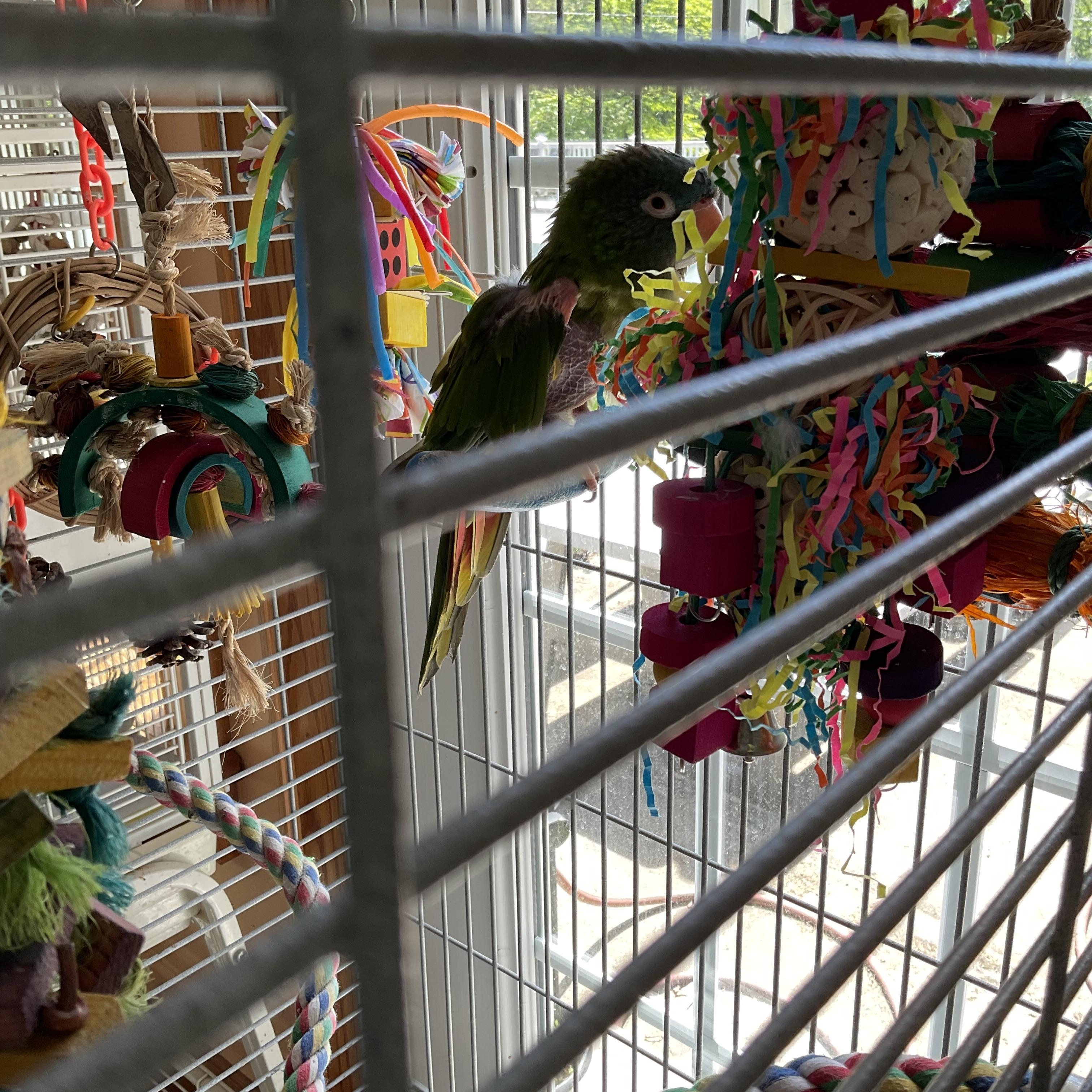 Enlarge Storm, a Adoptable Conure in Blairstown, NJ image 1/2