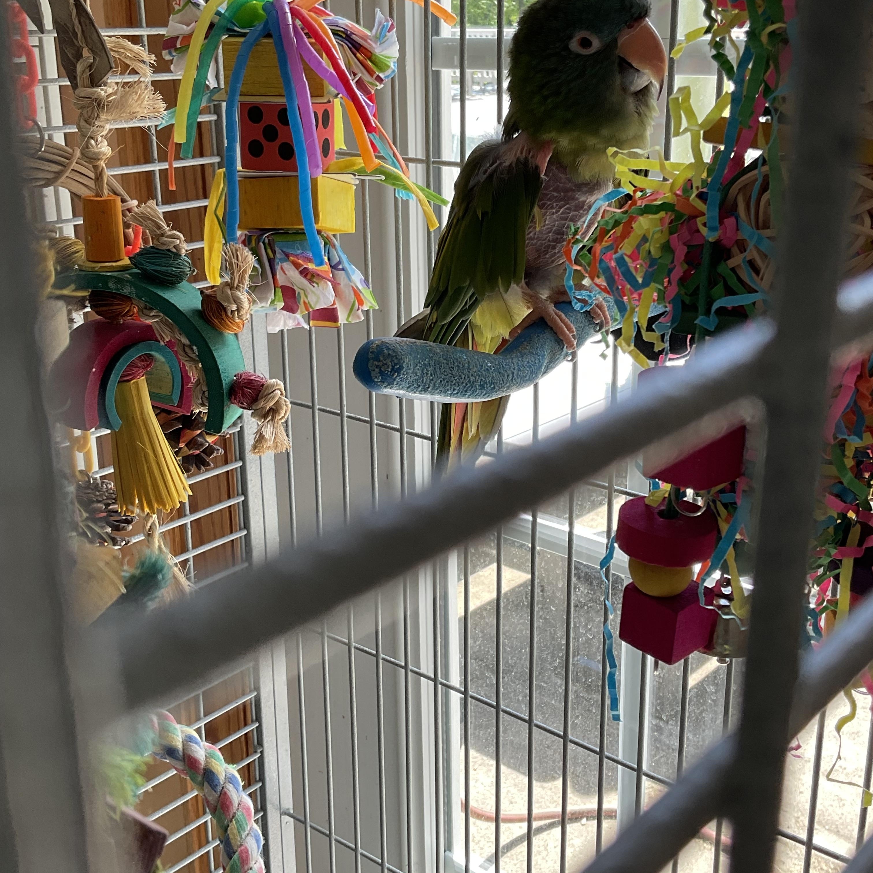 Enlarge Storm, a Adoptable Conure in Blairstown, NJ image 2/2