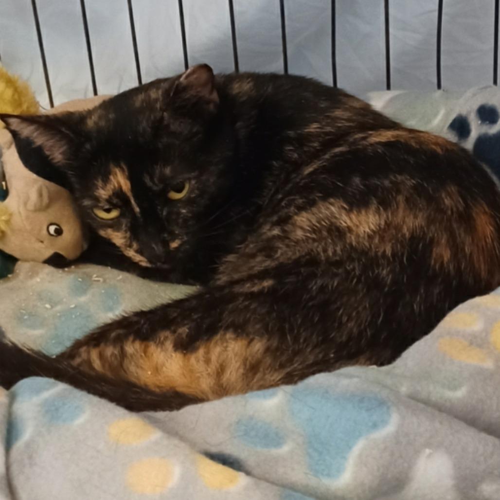 Enlarge Theresa, a Adoptable Domestic Short Hair in San Antonio, TX image 1/1