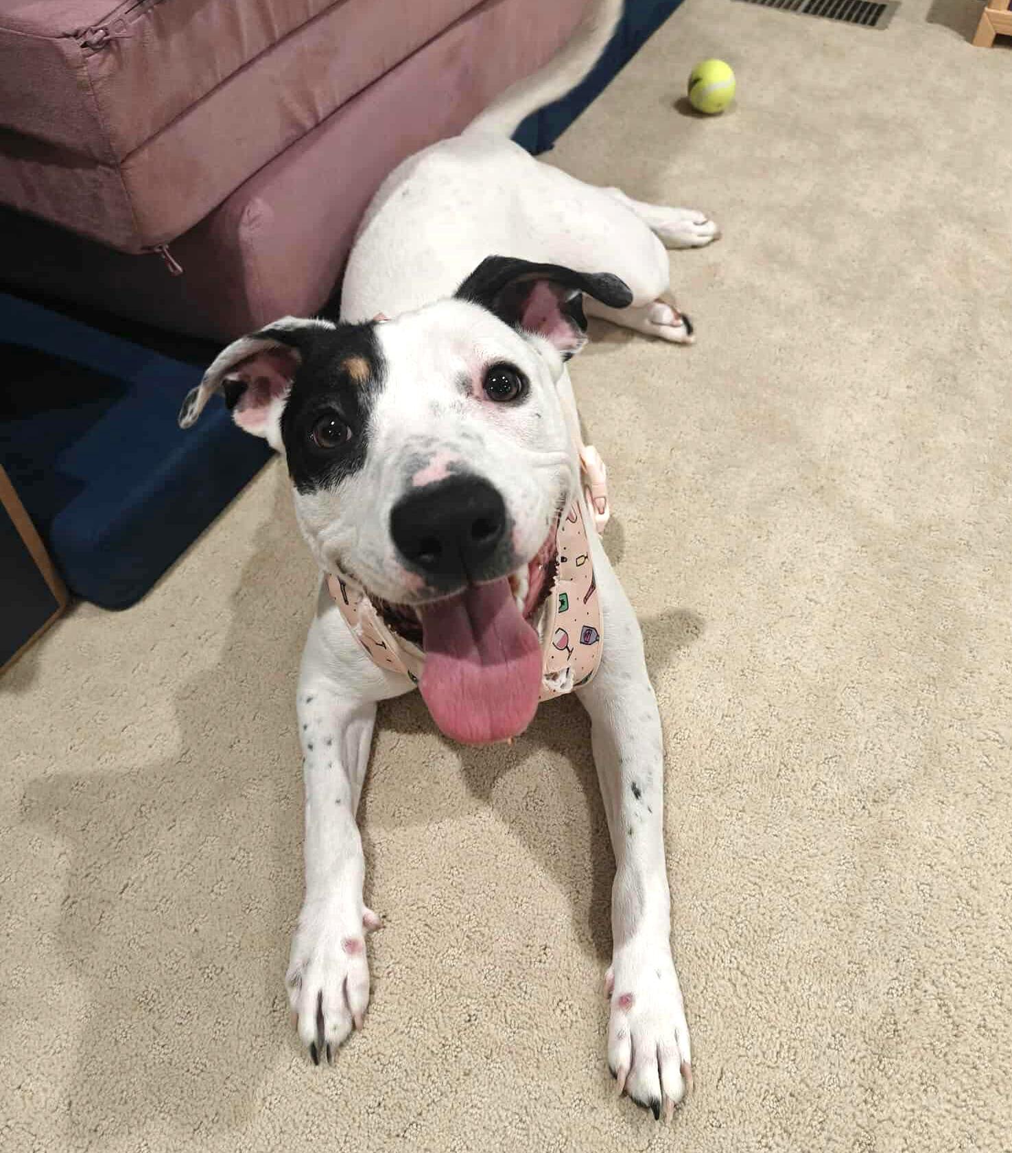 Alice, a Adoptable mixed breed in Worcester, MA image 2/6