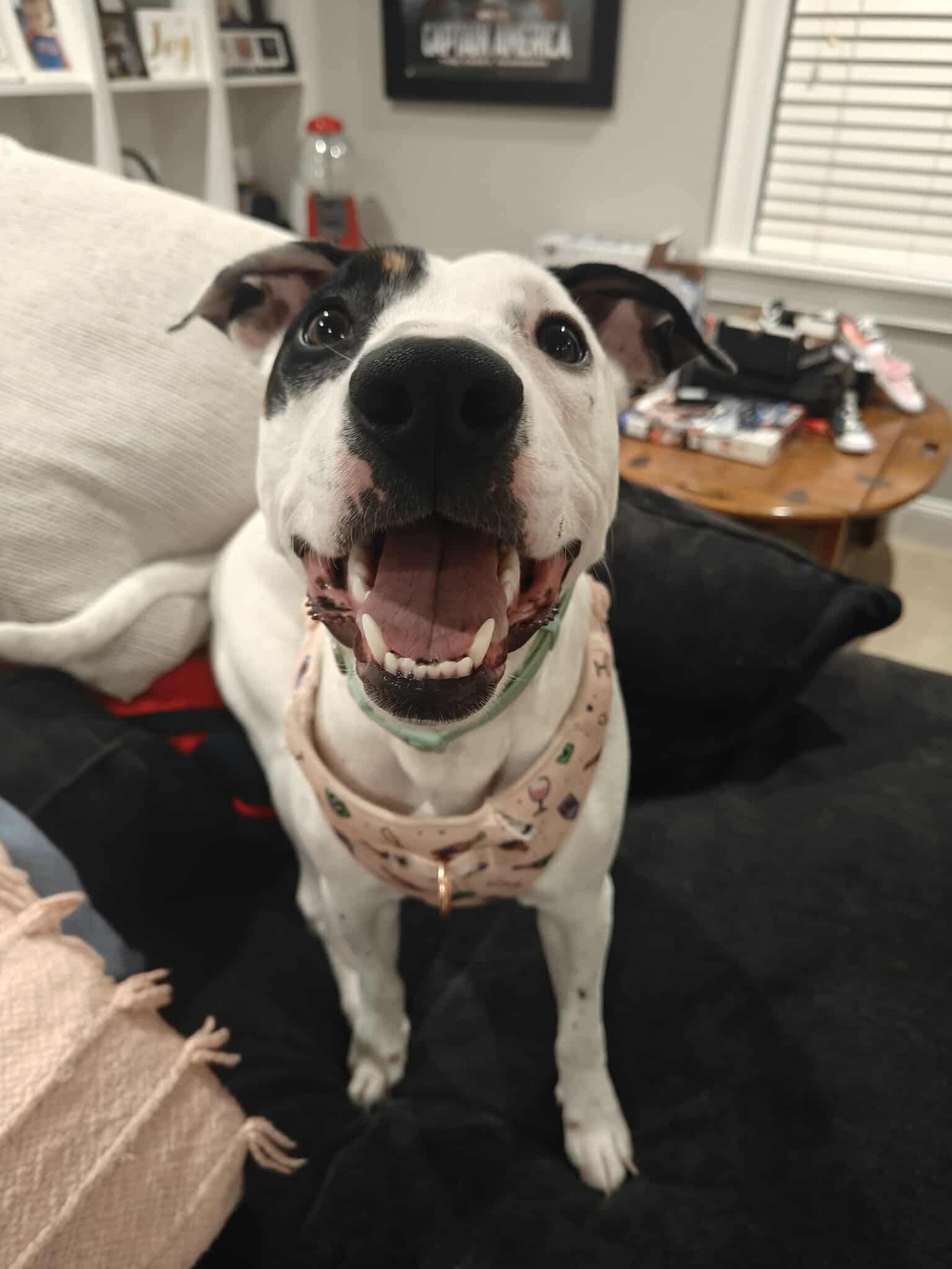 Alice, a Adoptable mixed breed in Worcester, MA image 3/6