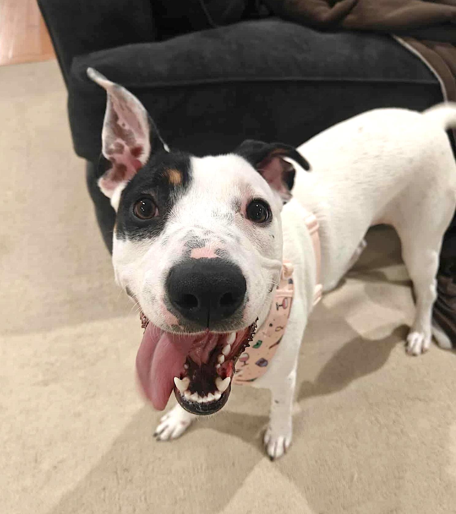 Alice, Adoptable, Young Female Jack Russell Terrier & Labrador Retriever.