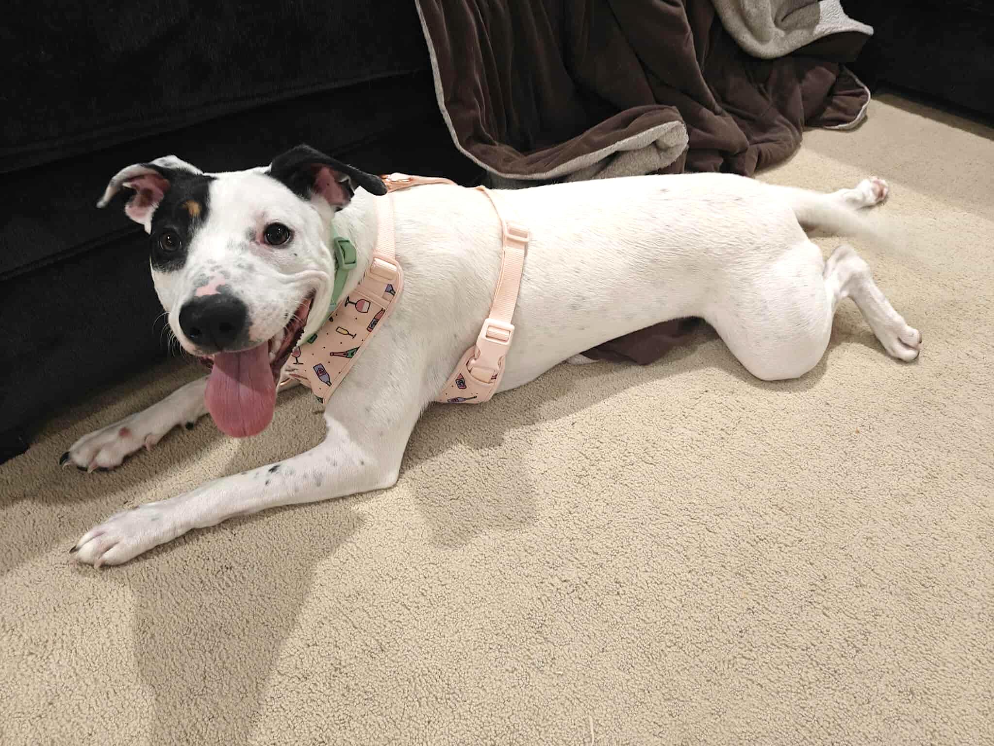 Alice, a Adoptable mixed breed in Worcester, MA image 4/6