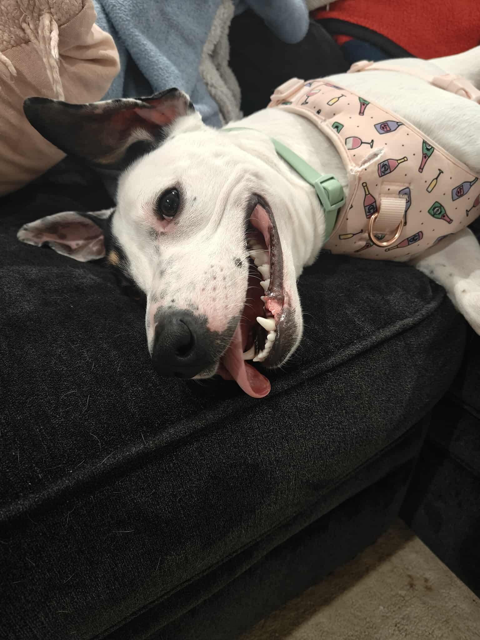 Alice, a Adoptable mixed breed in Worcester, MA image 5/6