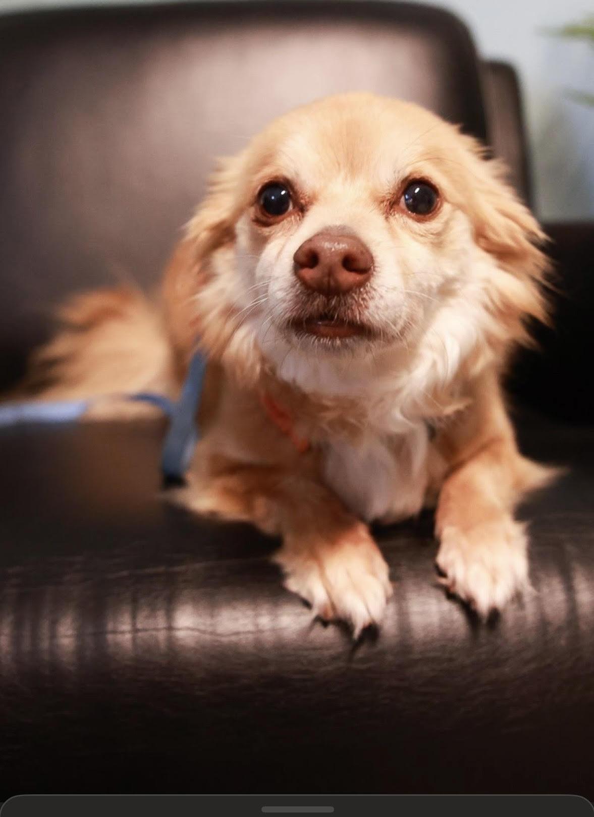 Nugget, ADOPTABLE, Adult Male Chihuahua.