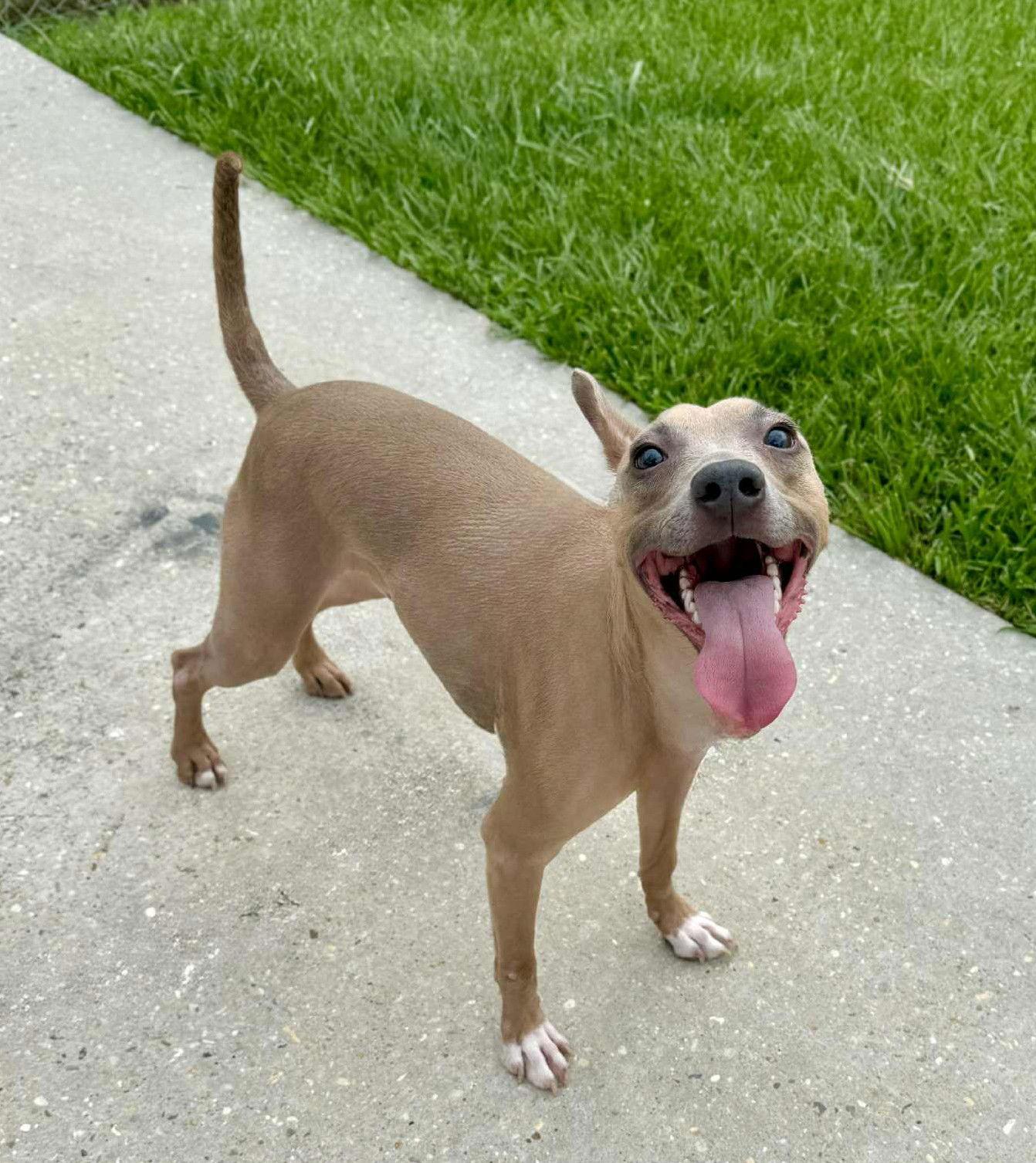 Ace - A1 Cutie!, Adoptable, Adult Male Pit Bull Terrier.