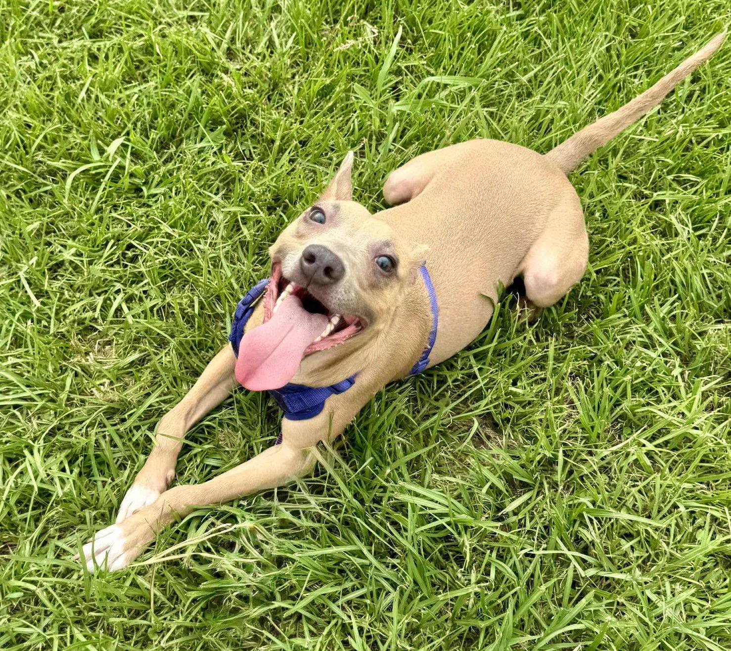 Enlarge Ace - A1 Cutie!, a Adoptable Pit Bull Terrier in Oakhurst, NJ image 2/3