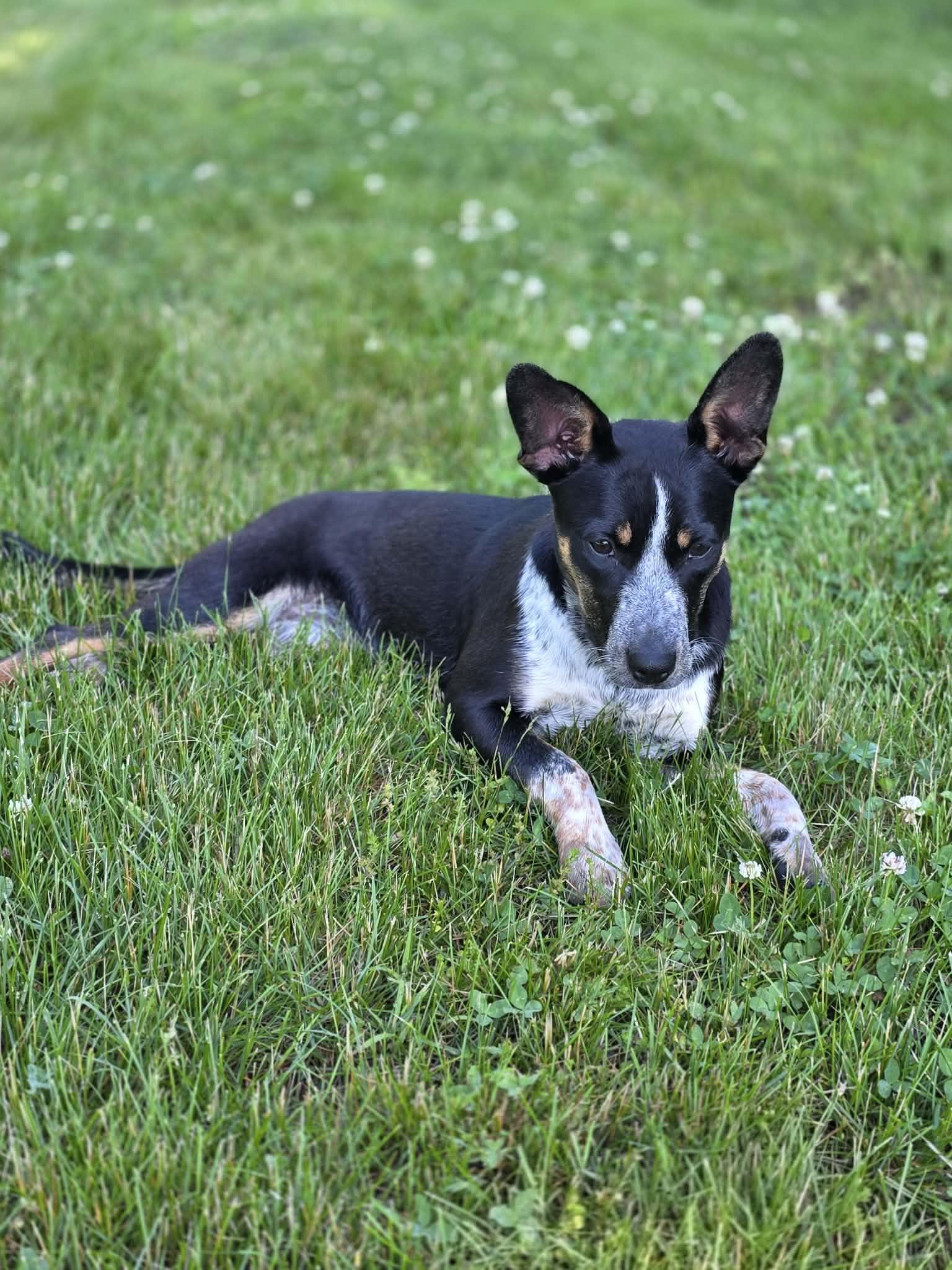 Enlarge Mindy, an adoptable mixed breed in Harrodsburg, KY image 4/4