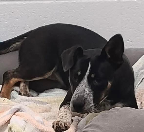 Enlarge Mindy, an adoptable mixed breed in Harrodsburg, KY image 3/4