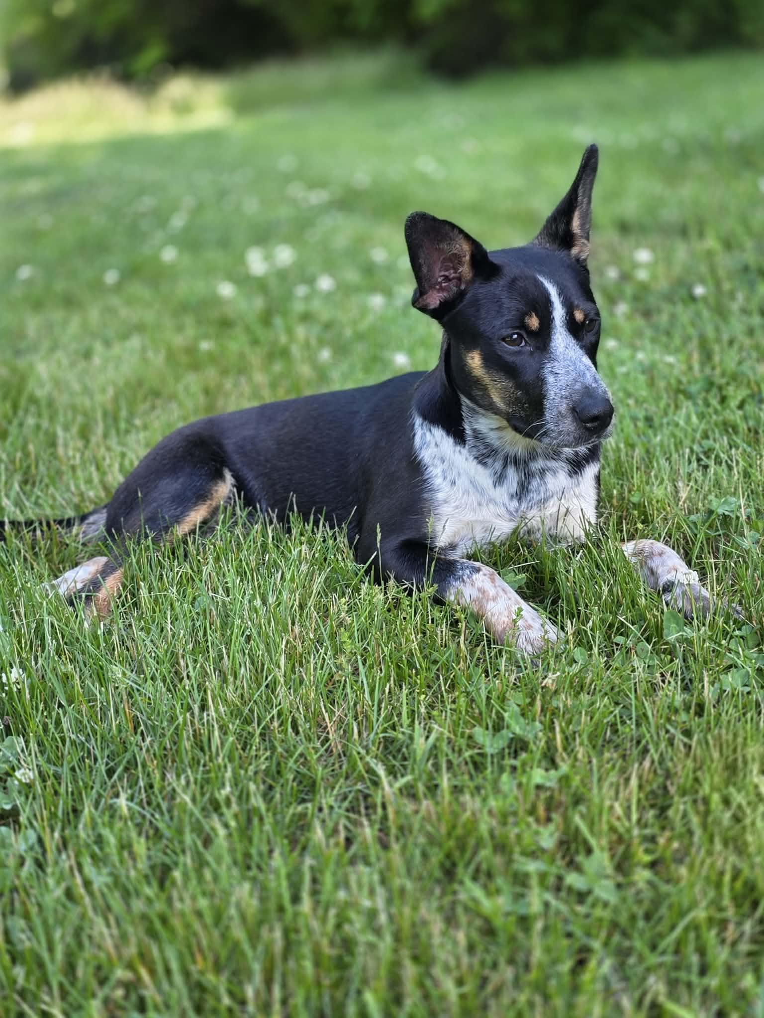 Enlarge Mindy, an adoptable mixed breed in Harrodsburg, KY image 2/4