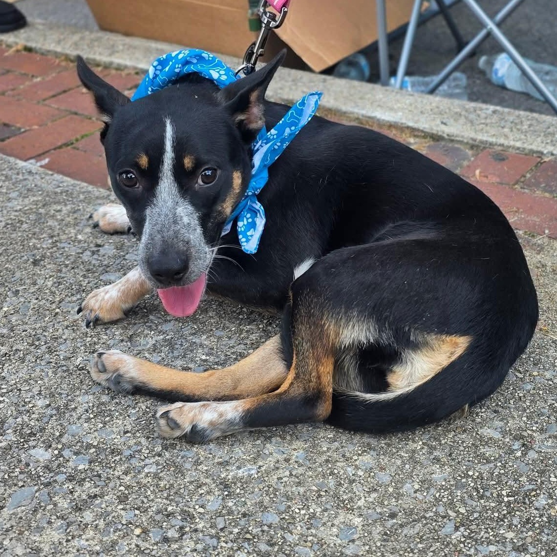 Enlarge Mindy, an adoptable mixed breed in Harrodsburg, KY image 2/5