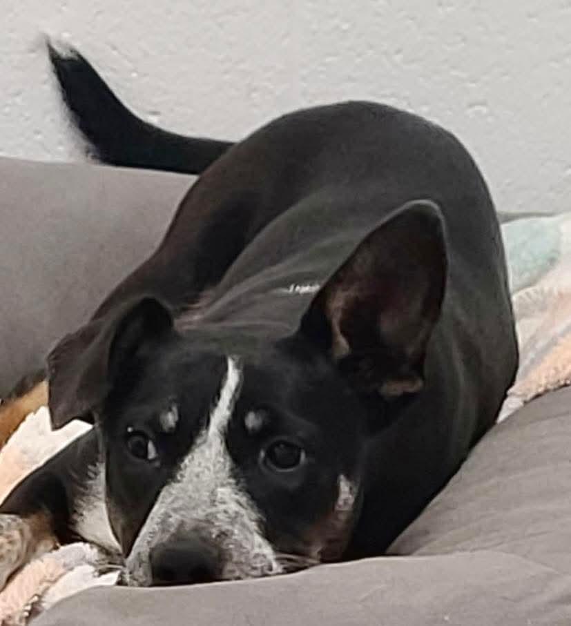 Mindy, adoptable, Young Female Australian Cattle Dog / Blue Heeler.