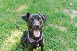 Remie, a ADOPTABLE Mixed Breed in Lewiston, ID image 3/3