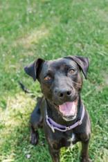 Remie, ADOPTABLE, Adult Female Mixed Breed.