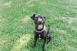 Remie, a ADOPTABLE Mixed Breed in Lewiston, ID image 2/3