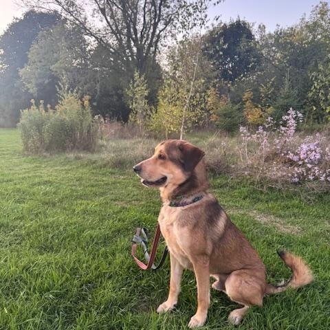 HUBERT, a Adoptable mixed breed in Ajax, ON image 4/6