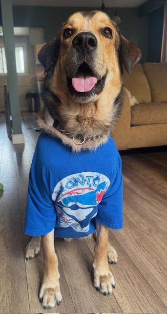 HUBERT, a Adoptable mixed breed in Ajax, ON image 3/6