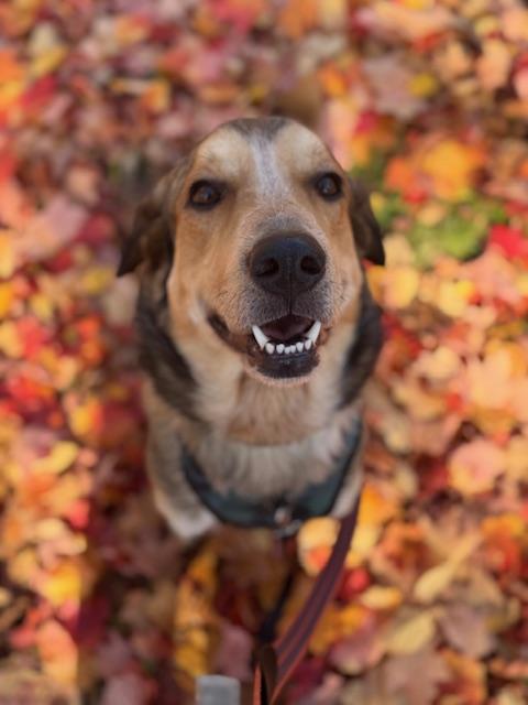 HUBERT, a Adoptable mixed breed in Ajax, ON image 5/6