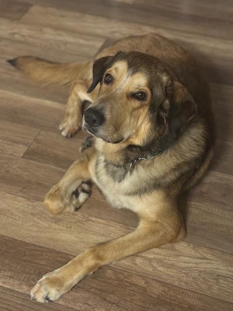 HUBERT, a Adoptable mixed breed in Ajax, ON image 1/6