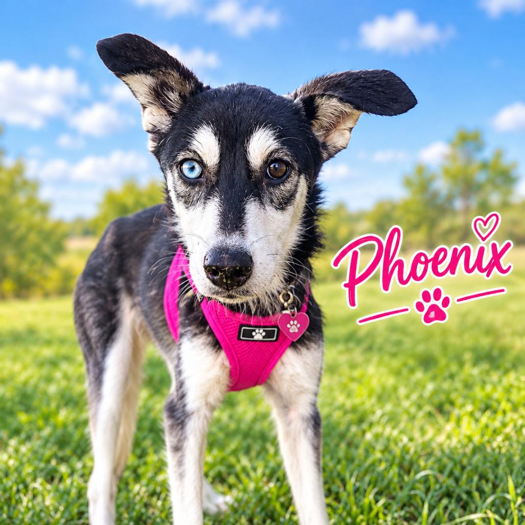 Enlarge Phoenix, a Adoptable Husky in Enterprise, AL image 1/1