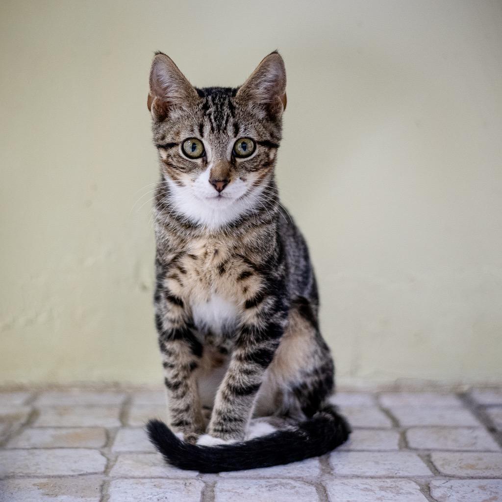 Charleston, Adoptable, Kitten Male Domestic Short Hair.