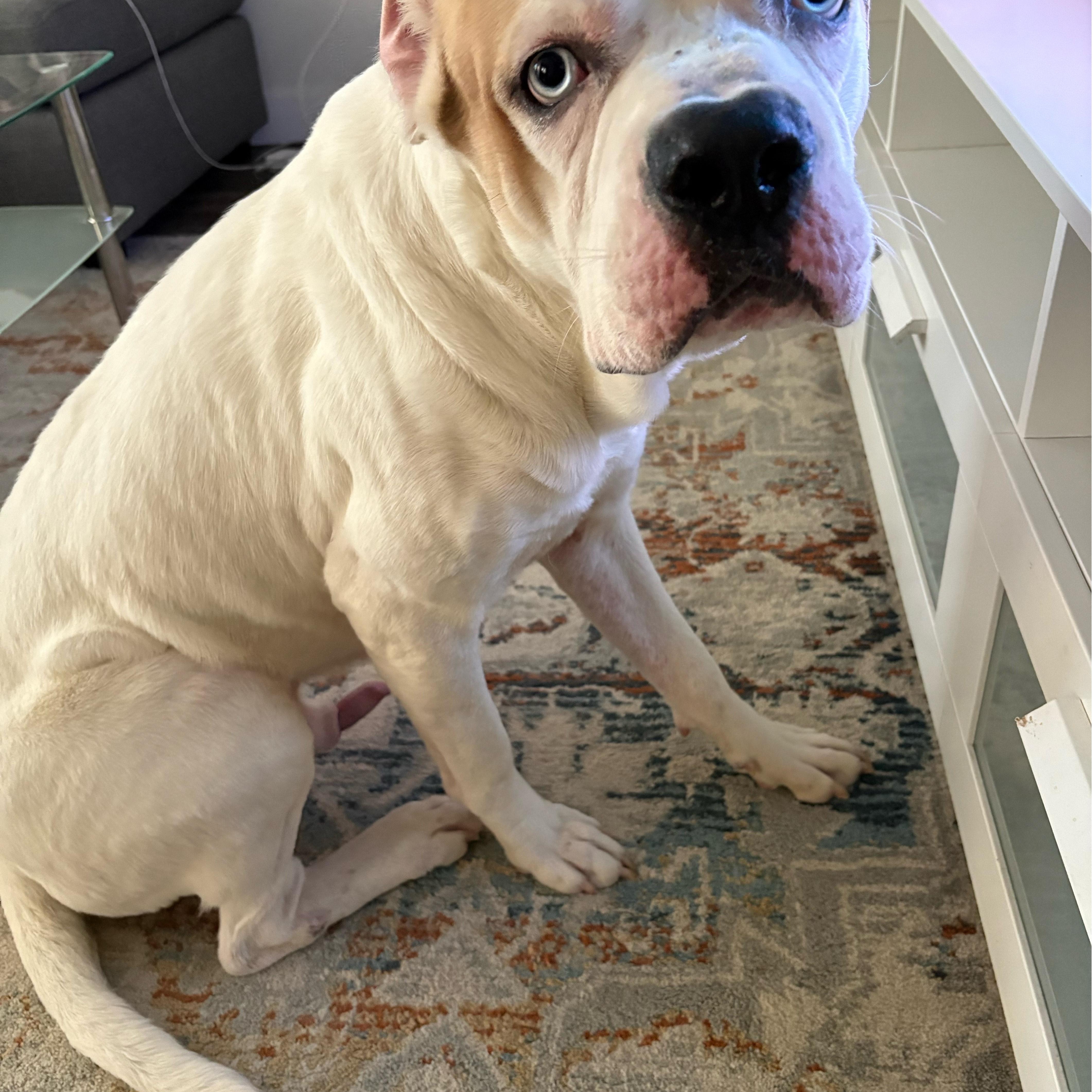 Snow (85 lbs)