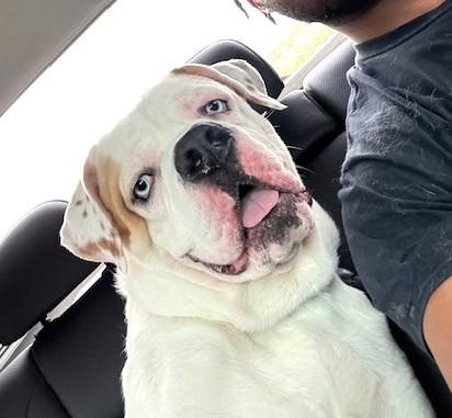 Snow (85 lbs)