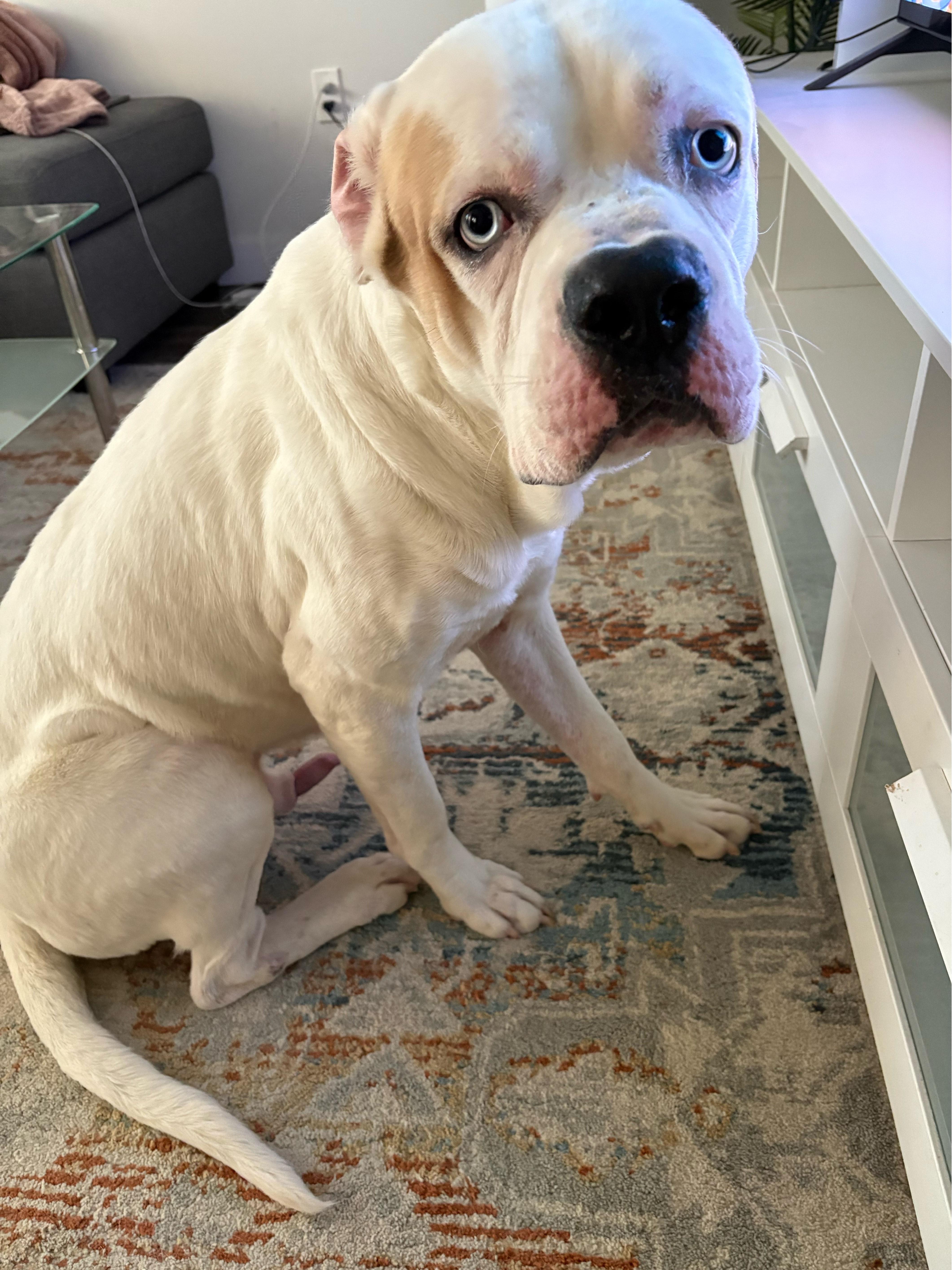 Snow (85 lbs)