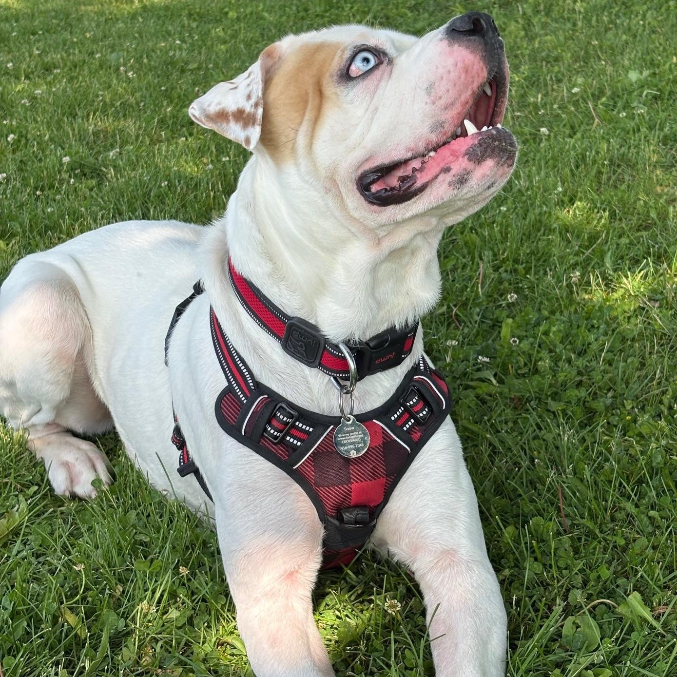 Snow (85 lbs)