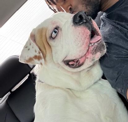 Snow (85 lbs)