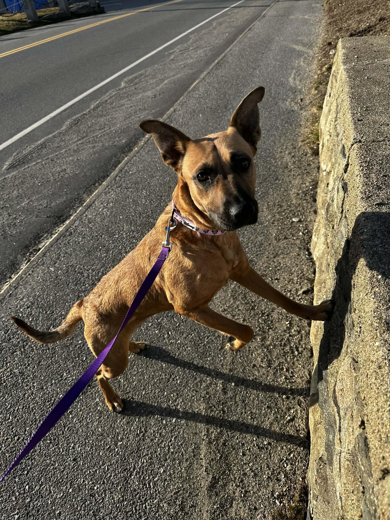Sahara, a ADOPTABLE mixed breed in Brunswick, ME image 4/4