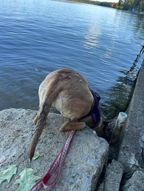 Enlarge Sahara, a Adoptable mixed breed in Brunswick, ME image 3/5