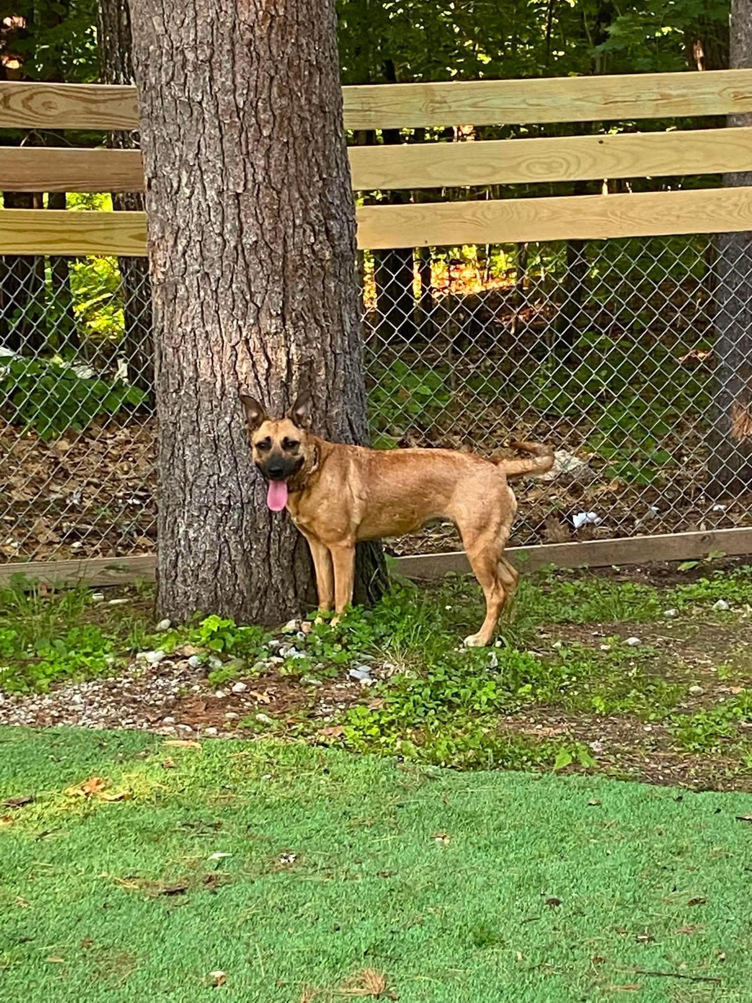 Enlarge Sahara, a ADOPTABLE mixed breed in Brunswick, ME image 3/5