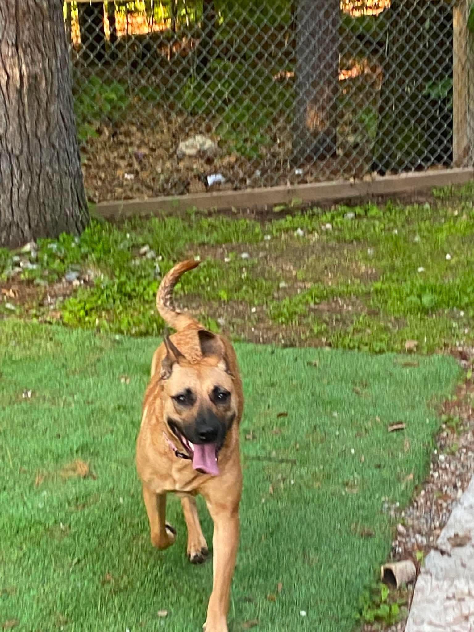 Enlarge Sahara, a ADOPTABLE mixed breed in Brunswick, ME image 1/5