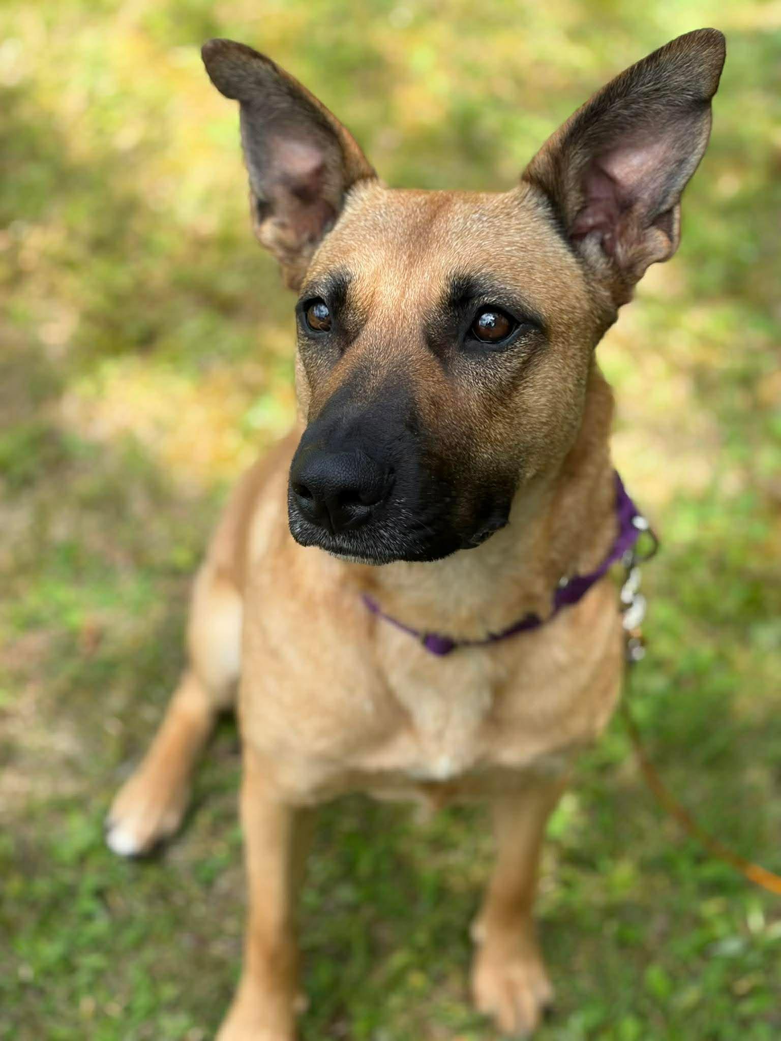 Sahara, ADOPTABLE, Adult Female Shepherd.