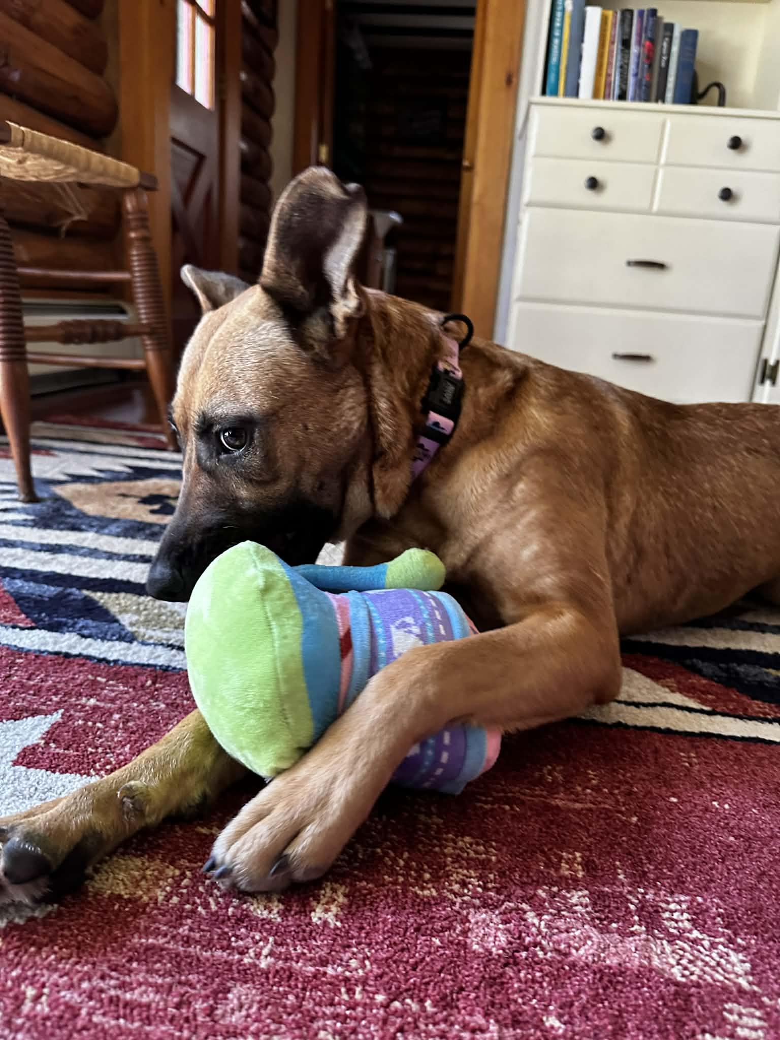 Sahara, a ADOPTABLE mixed breed in Brunswick, ME image 2/4