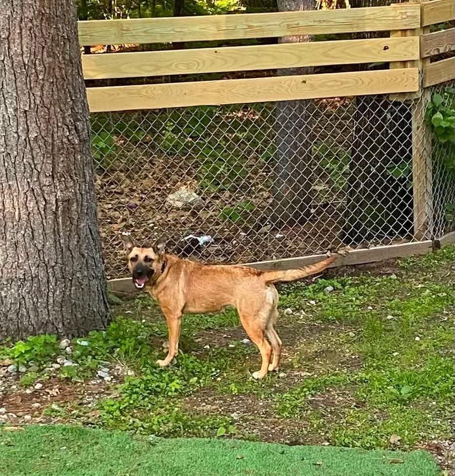Enlarge Sahara, a ADOPTABLE mixed breed in Brunswick, ME image 5/5