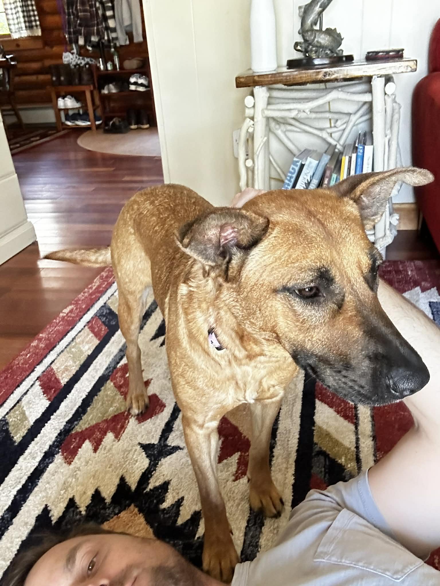 Sahara, a ADOPTABLE mixed breed in Brunswick, ME image 3/4