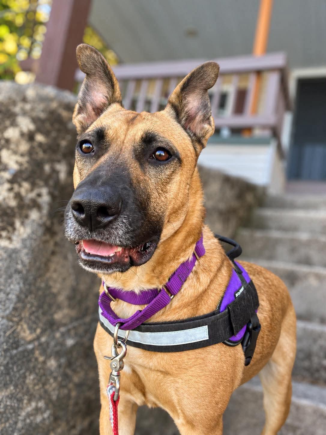Sahara, Adoptable, Adult Female Shepherd.